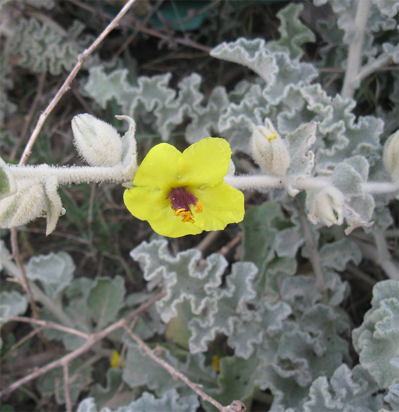 Image of Verbascum eremobium specimen.