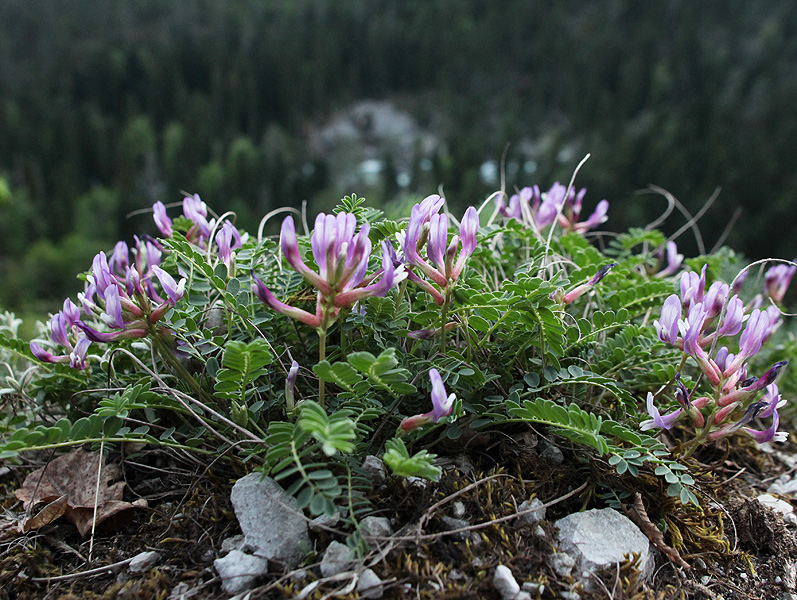 Image of Astragalus viciifolius ssp. abchasicus specimen.