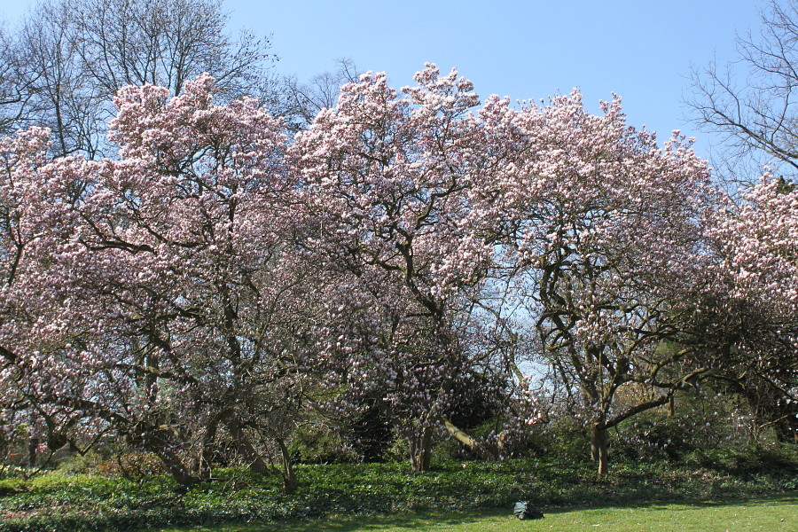 Image of Magnolia &times; soulangeana specimen.