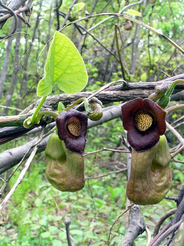 Изображение особи Aristolochia manshuriensis.