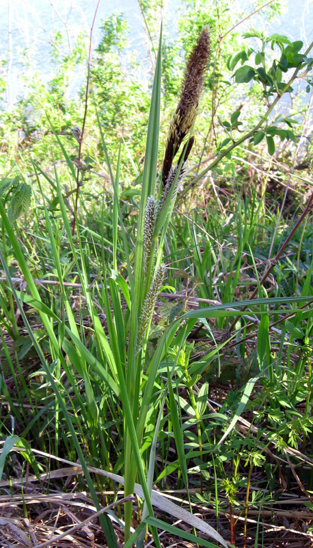 Image of Carex riparia specimen.