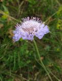 Scabiosa columbaria