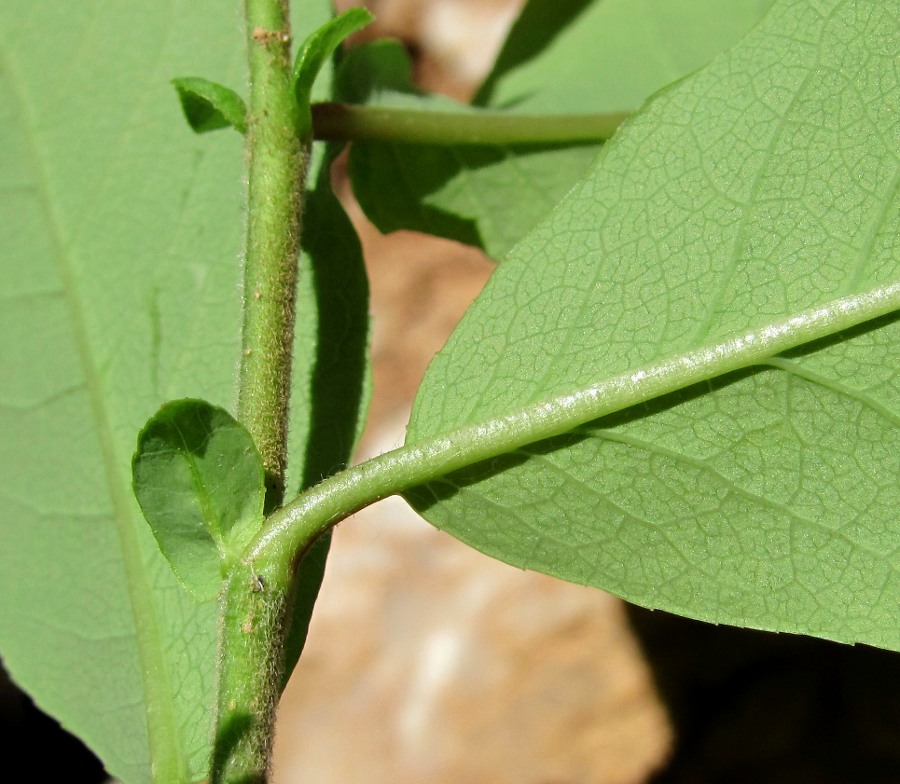 Изображение особи Salix hastata.