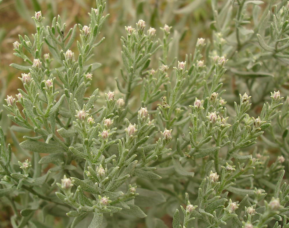 Image of Galatella villosa specimen.