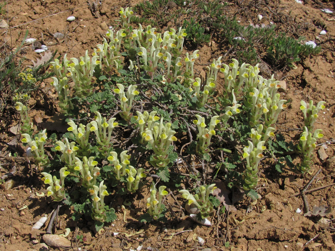 Image of Scutellaria orientalis specimen.