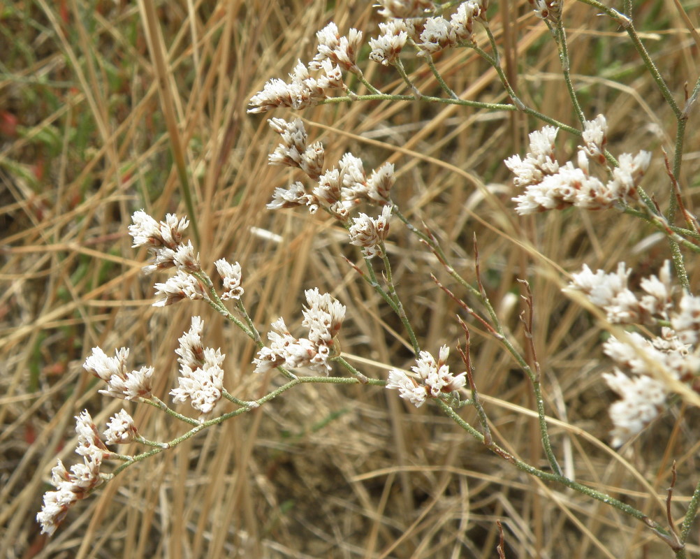 Изображение особи Limonium caspium.