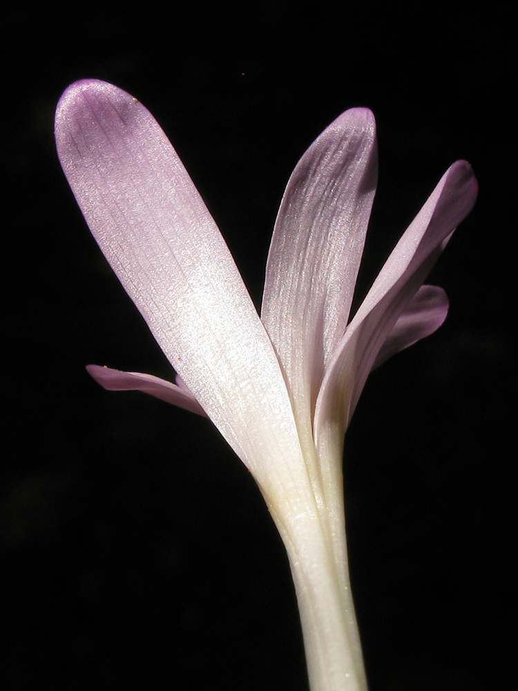 Image of Colchicum umbrosum specimen.