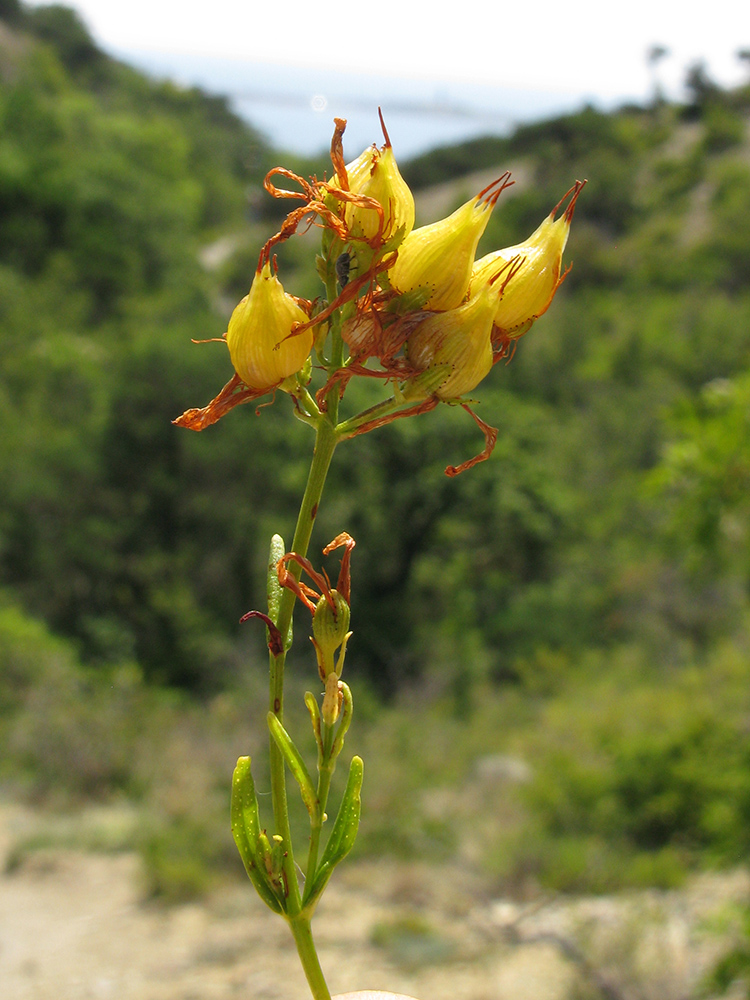 Image of Hypericum lydium specimen.