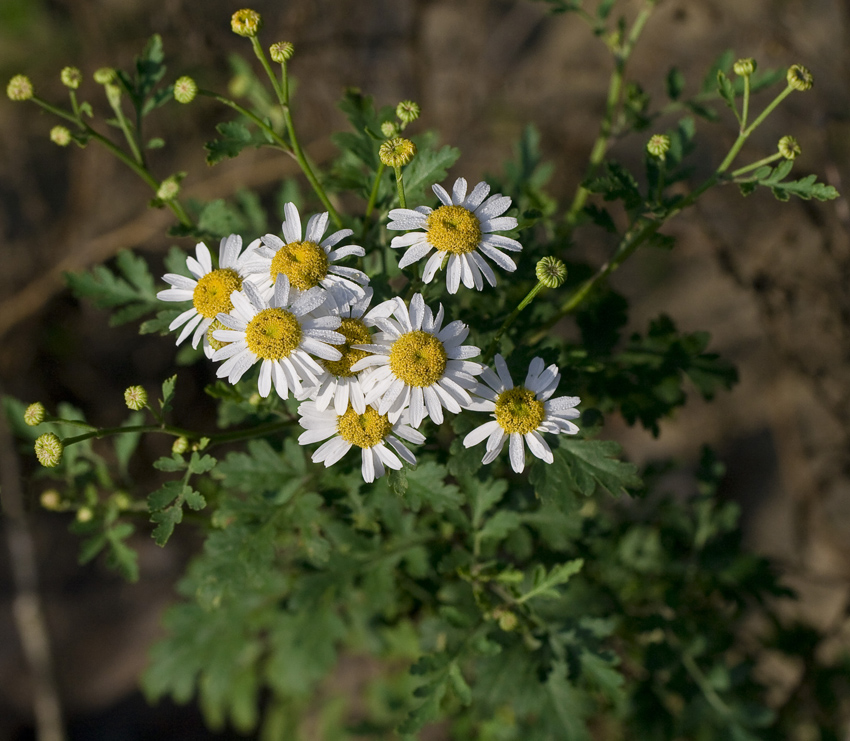 Image of Pyrethrum parthenifolium specimen.