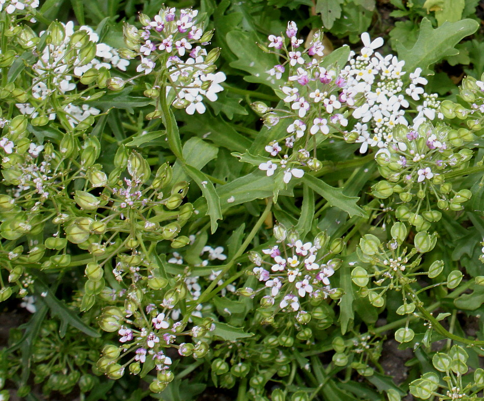 Image of Iberis amara specimen.