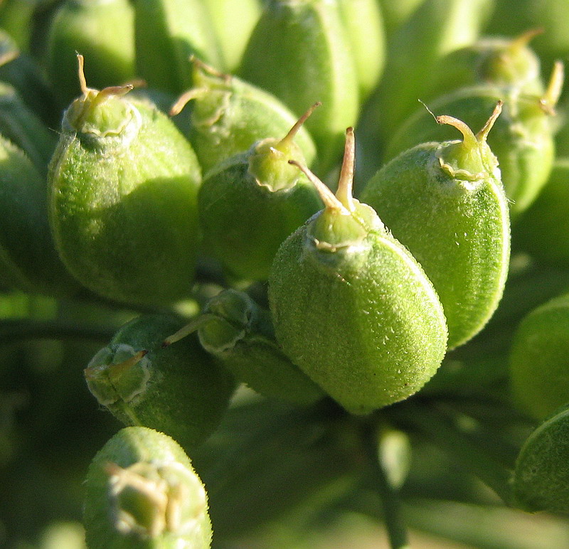 Image of Heracleum stevenii specimen.