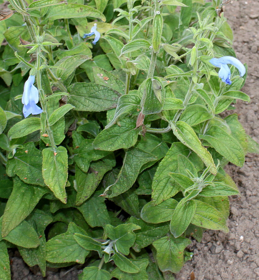 Image of Salvia patens specimen.