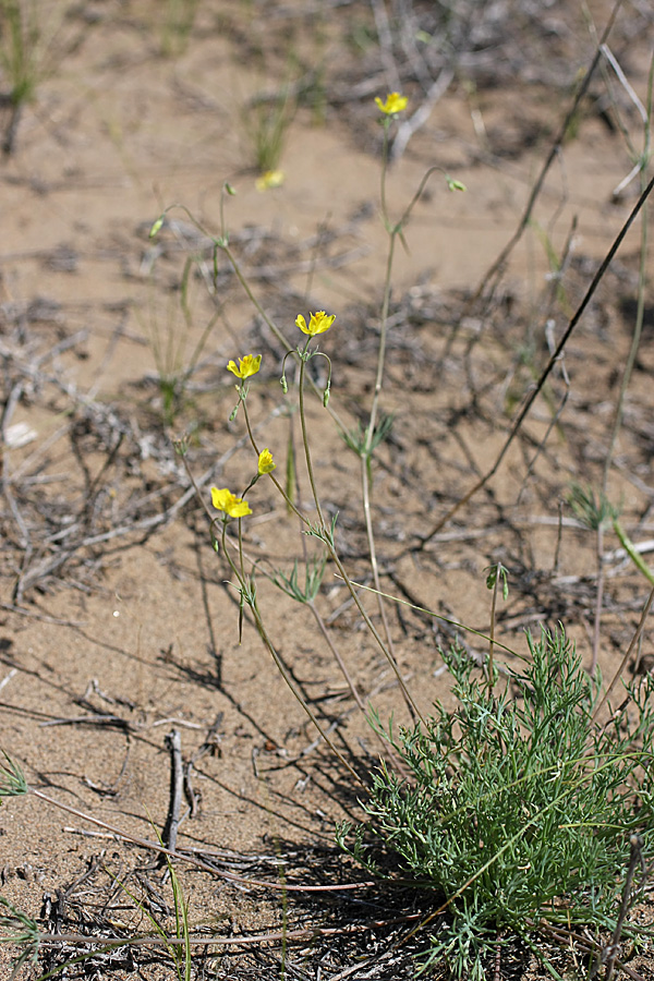 Image of Hypecoum parviflorum specimen.