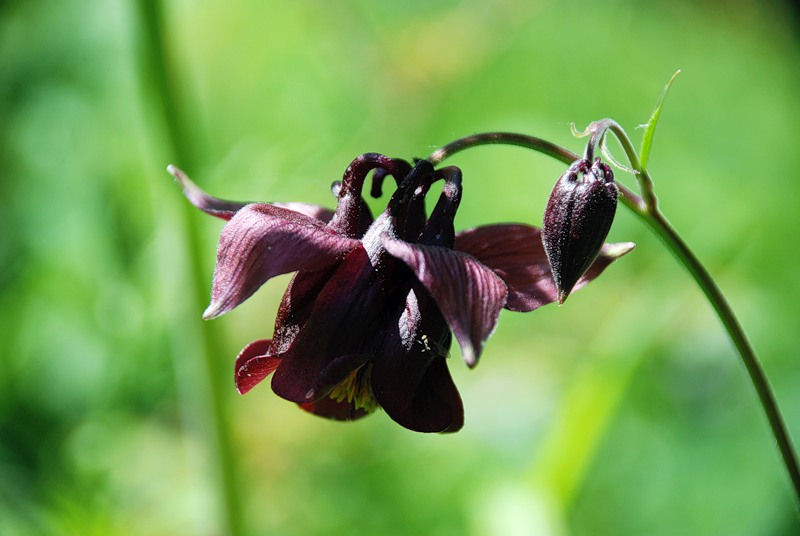 Изображение особи Aquilegia atrovinosa.