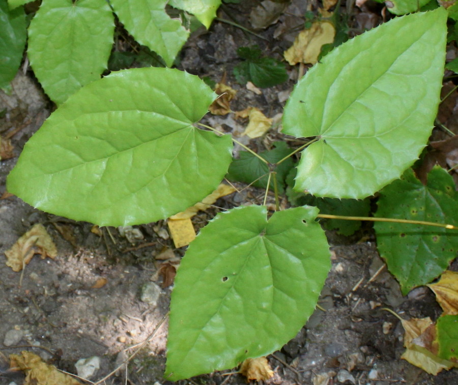 Image of Epimedium stellulatum specimen.