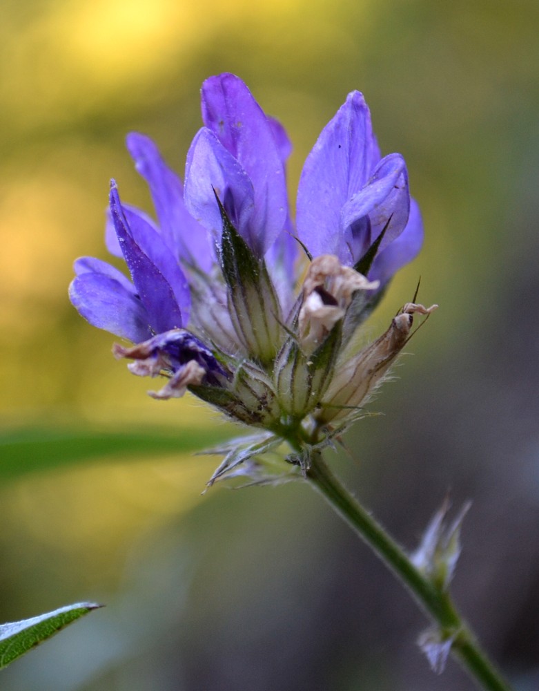 Image of Psoralea bituminosa ssp. pontica specimen.