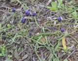 Muscari commutatum