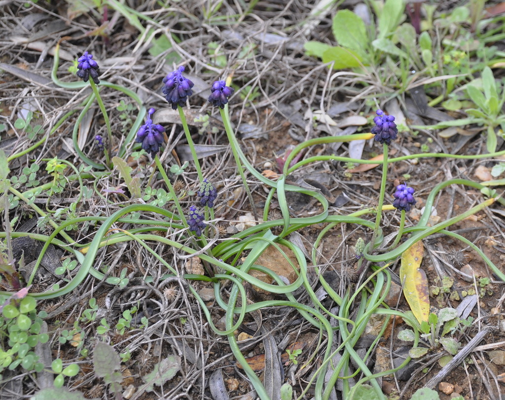 Image of Muscari commutatum specimen.