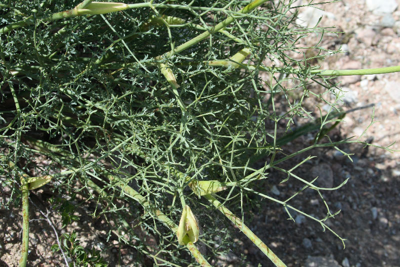 Изображение особи Ferula tschimganica.