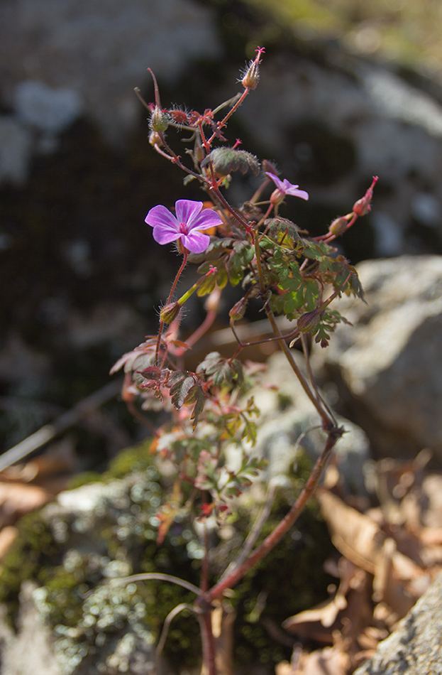 Изображение особи Geranium robertianum.