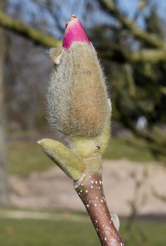 Image of Magnolia &times; soulangeana specimen.