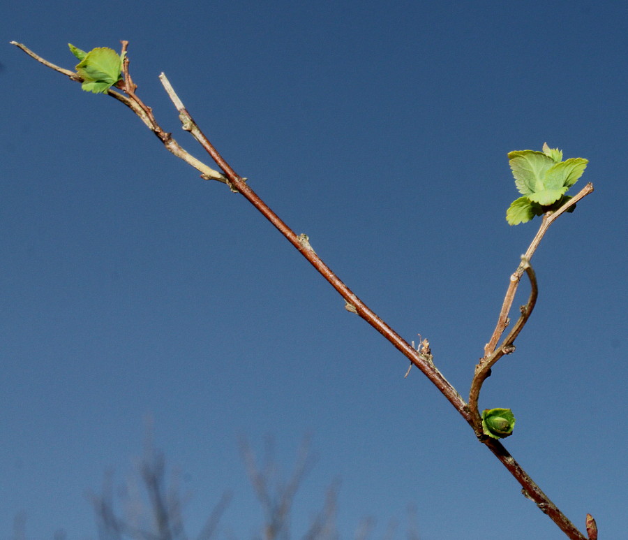 Image of Neillia thyrsiflora specimen.