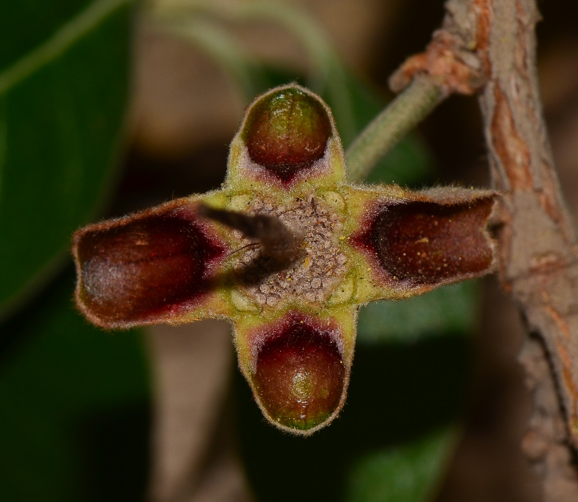 Image of Acca sellowiana specimen.