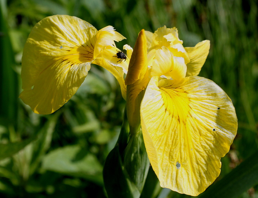 Image of Iris pseudacorus specimen.