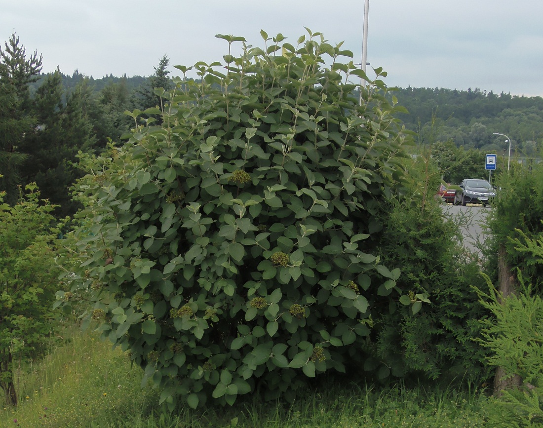 Изображение особи Viburnum lantana.