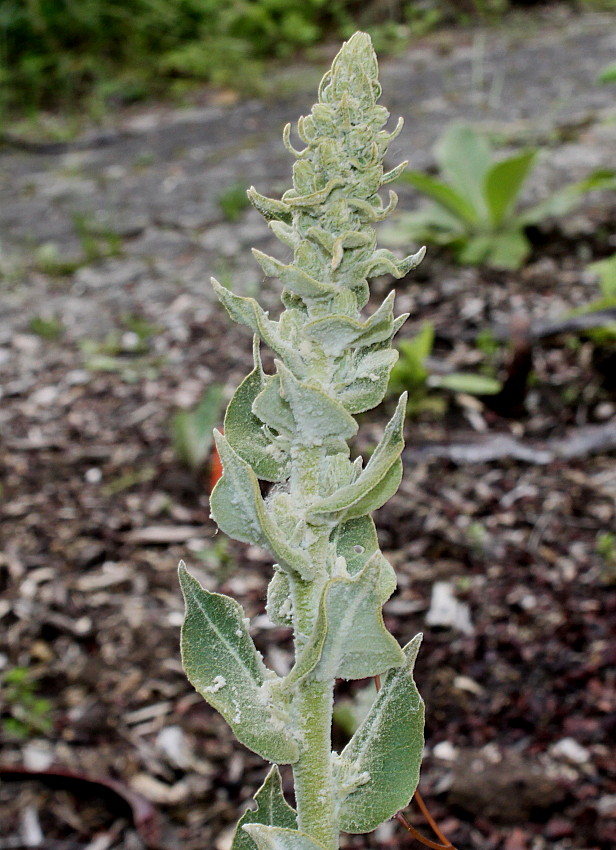 Изображение особи Verbascum pulverulentum.