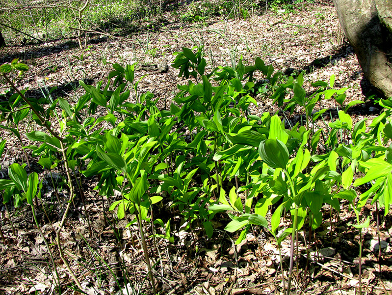 Изображение особи Polygonatum glaberrimum.