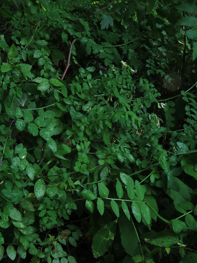 Image of Vicia dumetorum specimen.