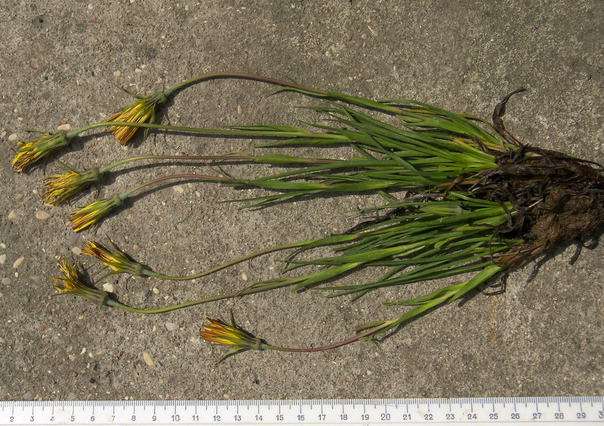 Изображение особи Tragopogon filifolius.