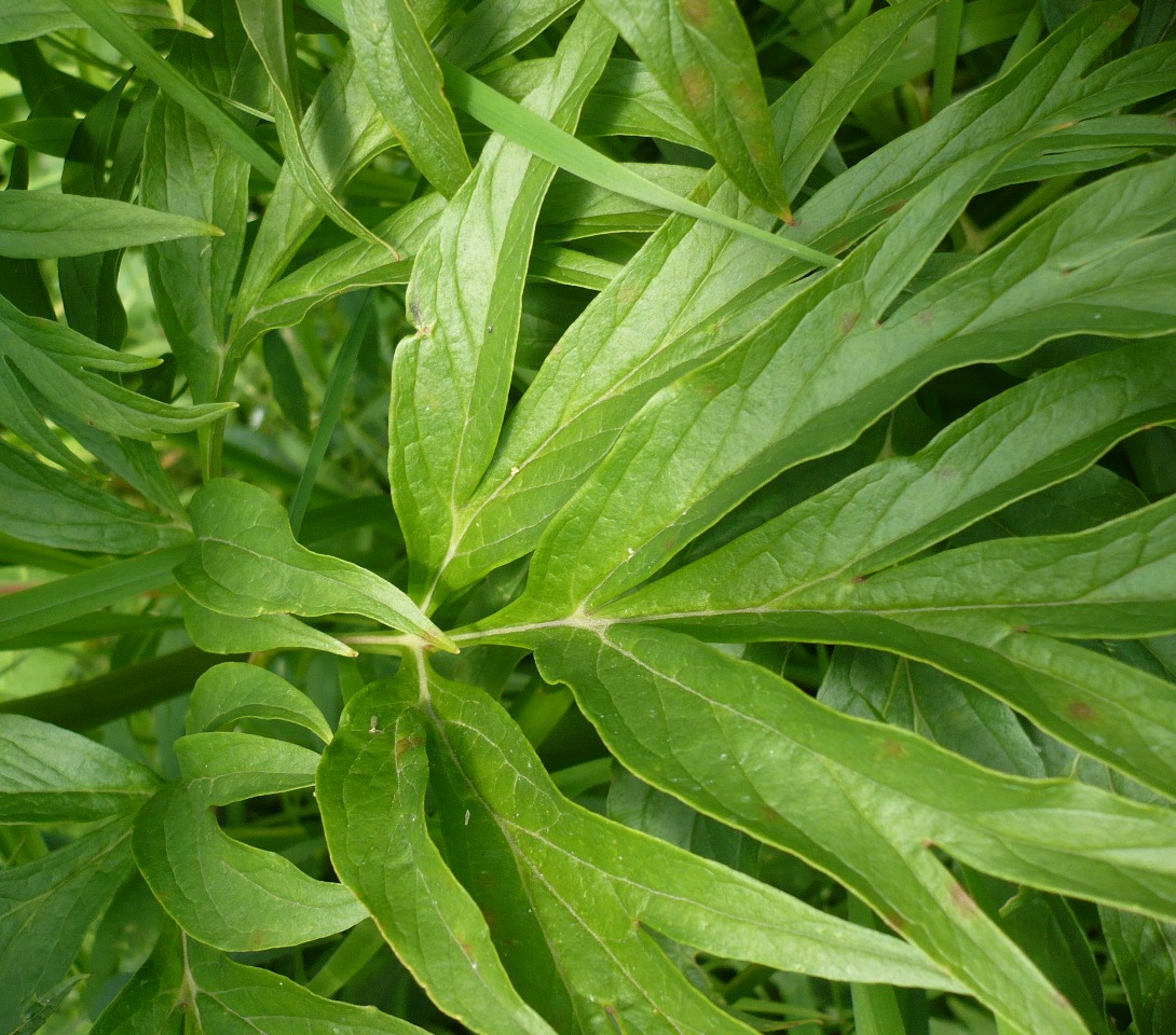 Image of Paeonia anomala specimen.