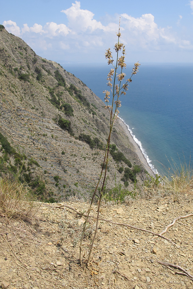 Image of Silene chersonensis specimen.