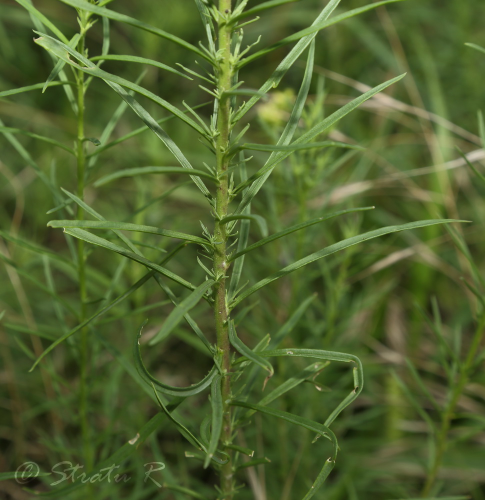 Image of Linaria vulgaris specimen.