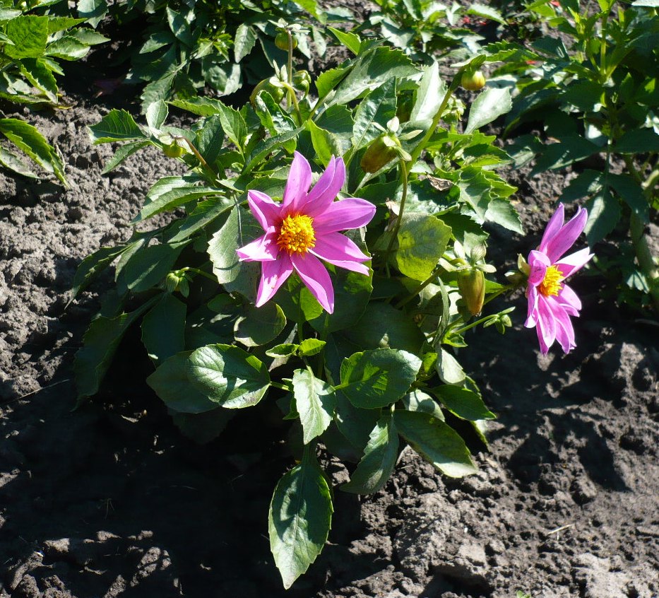 Image of genus Dahlia specimen.