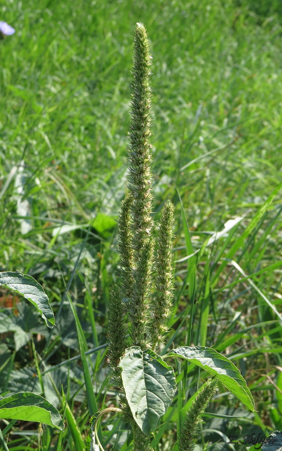 Изображение особи Amaranthus powellii.