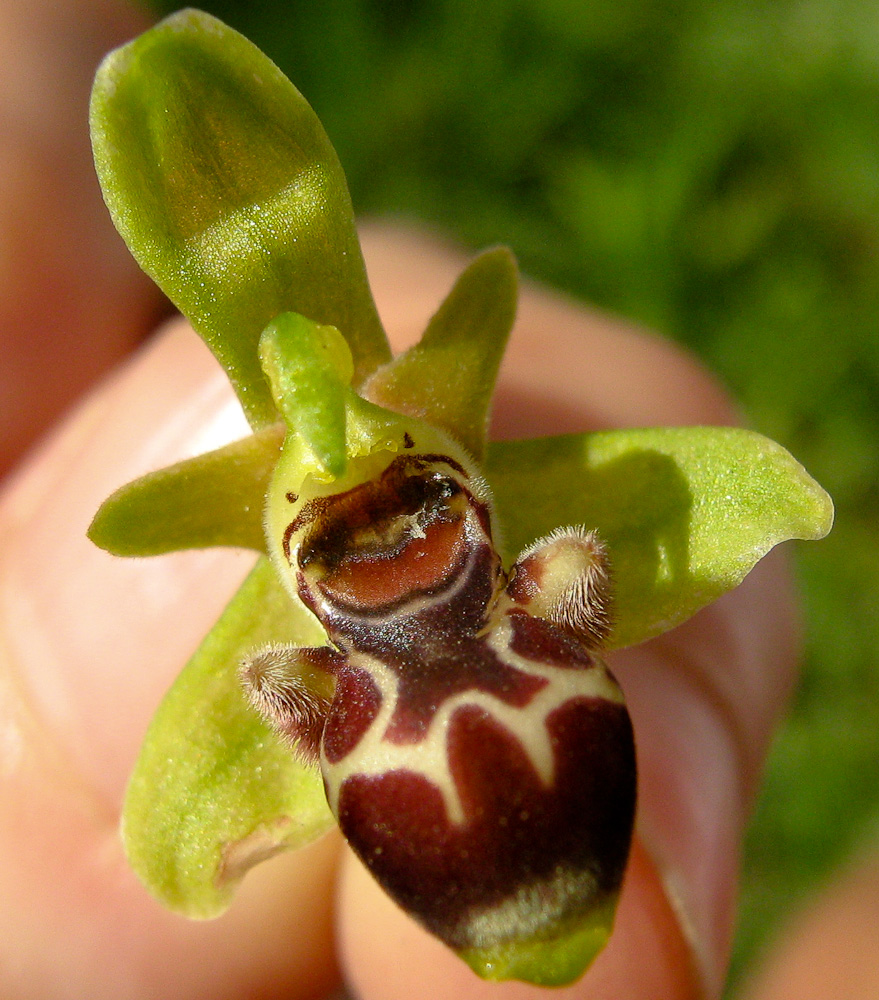 Image of Ophrys umbilicata specimen.