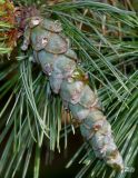 Pinus strobus. Незрелая шишка ('Nana'). Германия, г. Дюссельдорф, Ботанический сад университета. 05.09.2014.