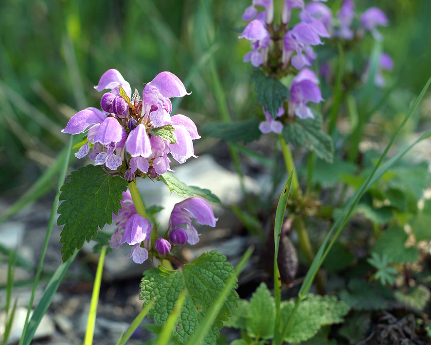 Image of Lamium maculatum specimen.