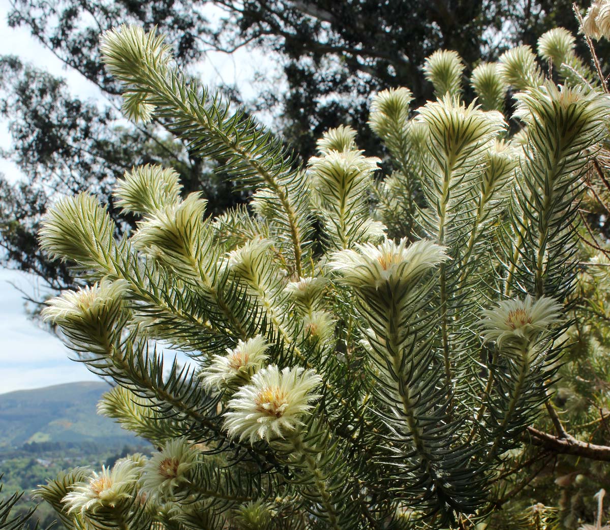 Image of Phylica pubescens specimen.