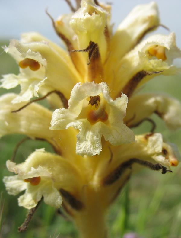 Image of genus Orobanche specimen.