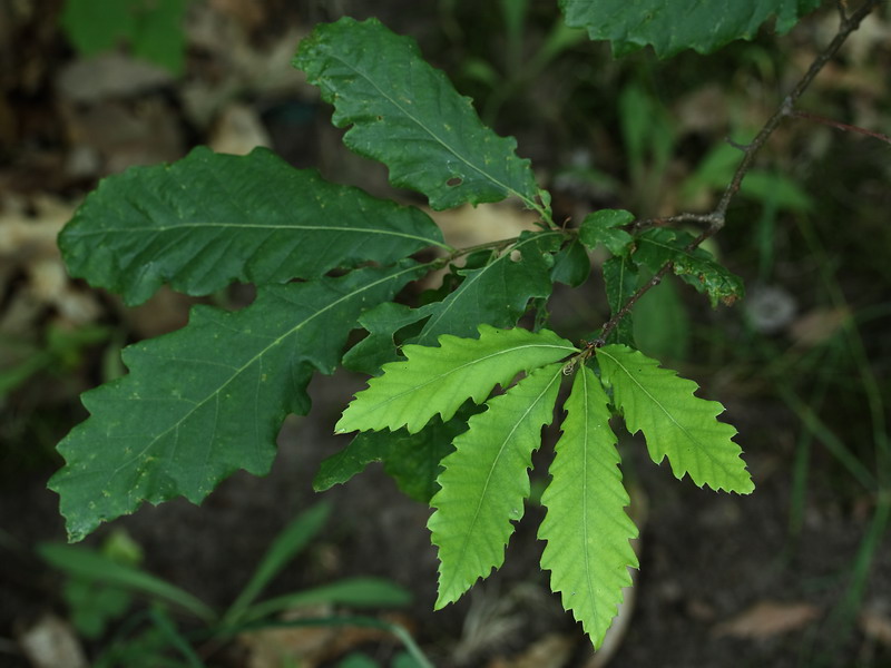 Image of Quercus castaneifolia specimen.