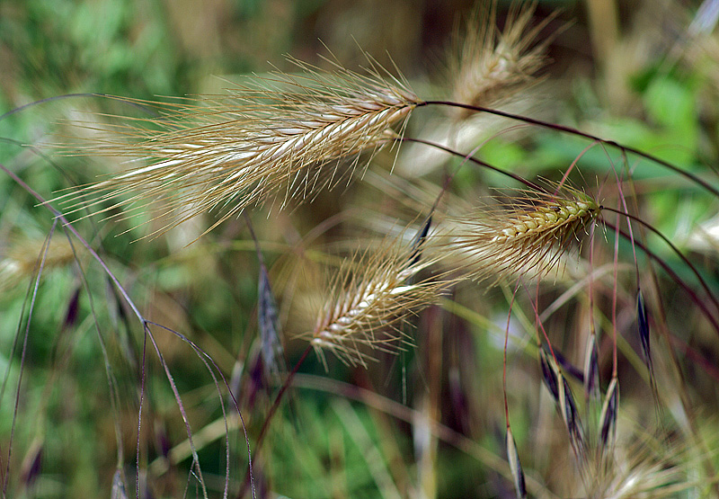 Image of Hordeum glaucum specimen.