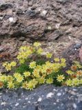 Saxifraga moschata. Цветущие растения (высота около 3 см). Северные отроги Эльбруса, 3300 м н.у.м., август 2008 г.