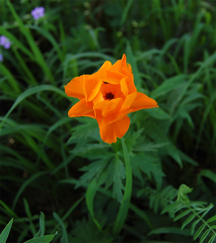 Image of Trollius altaicus specimen.