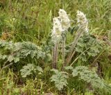 Phlomoides speciosa. Растение с нераспустившимися соцветиями. Кыргызстан, Чуйская обл., окр. с. Кой-Таш, Аламединское ущелье. 05.05.2015.