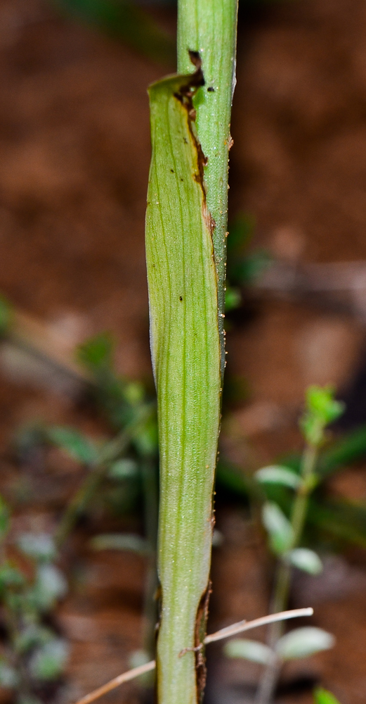 Image of Anacamptis sancta specimen.