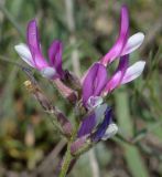 Astragalus macropus